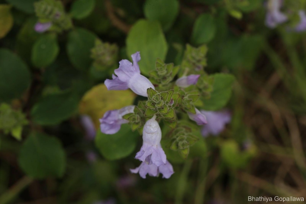 Strobilanthes rhamnifolia var. rhamnifolia (Nees) T. Anderson